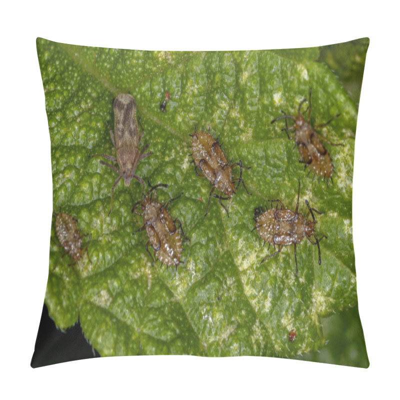 Personality  Small Lace Bug Of The Family Tingidae Pillow Covers