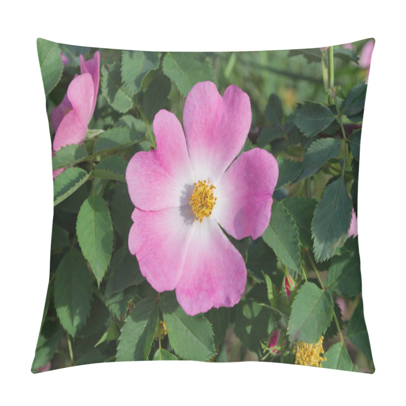 Personality  The Flowers Of Wild Rose Medicinal. Blooming Wild Rose Bush. Pink Flower Close-up. Pillow Covers