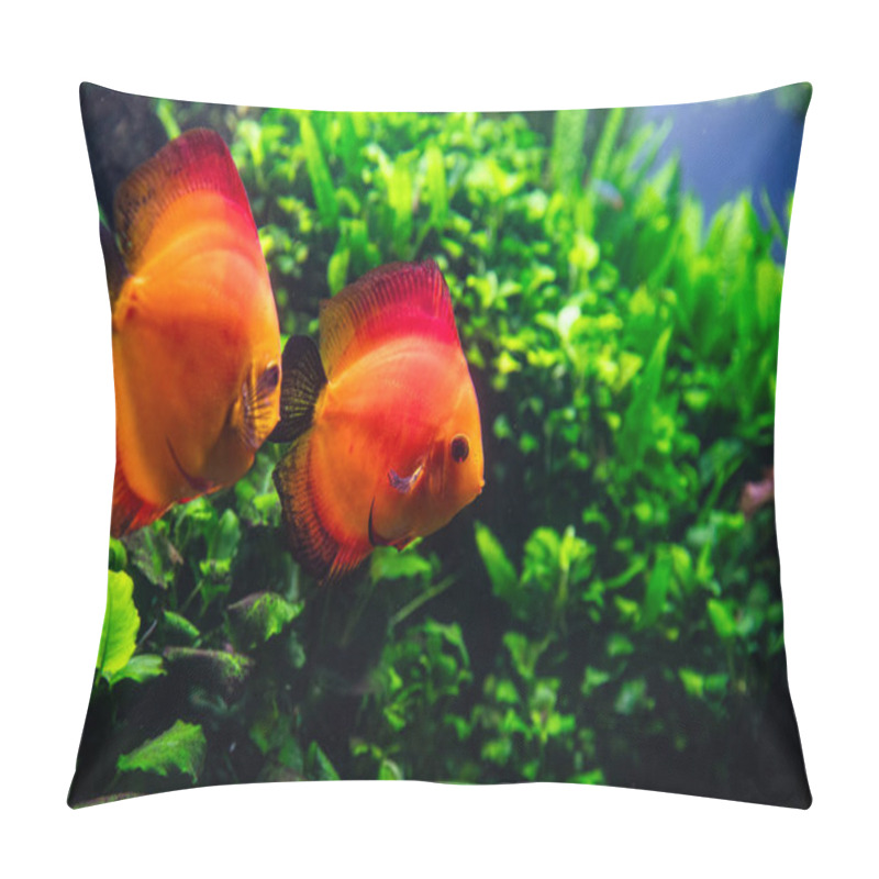 Personality  Two Orange Angelfish Swim Against A Background Of Algae. Underwater Filming Pillow Covers