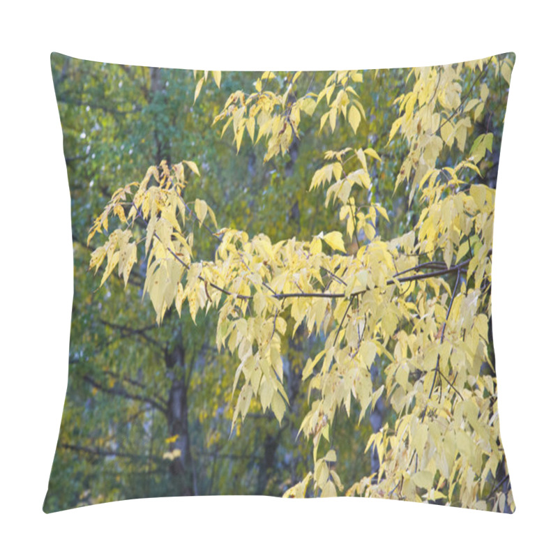 Personality  Texture, Background. Autumn Leaves. Acer Mandshuricum (Manchurian Maple) Pillow Covers