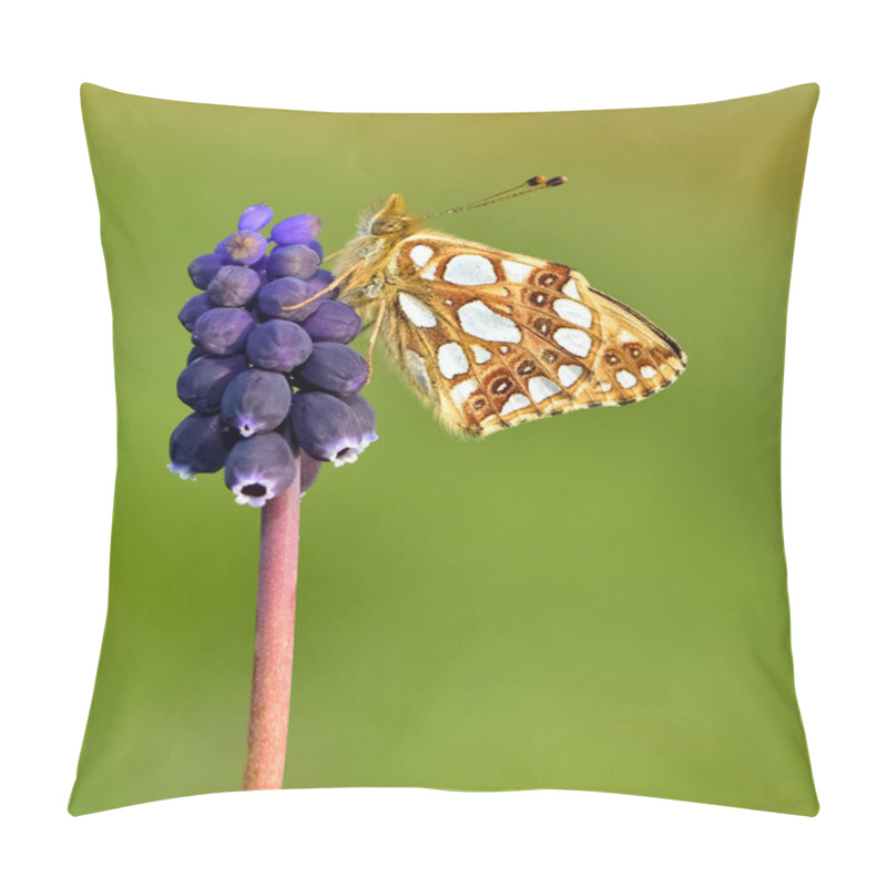 Personality  Photos Of Butterflies Feeding On Flowers Pillow Covers