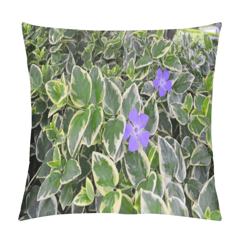 Personality  Beautiful Blue Fowers In Tha Park. Selective Focus Pillow Covers