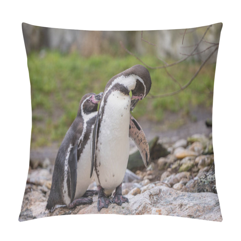 Personality  Humboldt Penguin (Spheniscus Humboldti) On A Rock On The Edge Of The Water. Pillow Covers