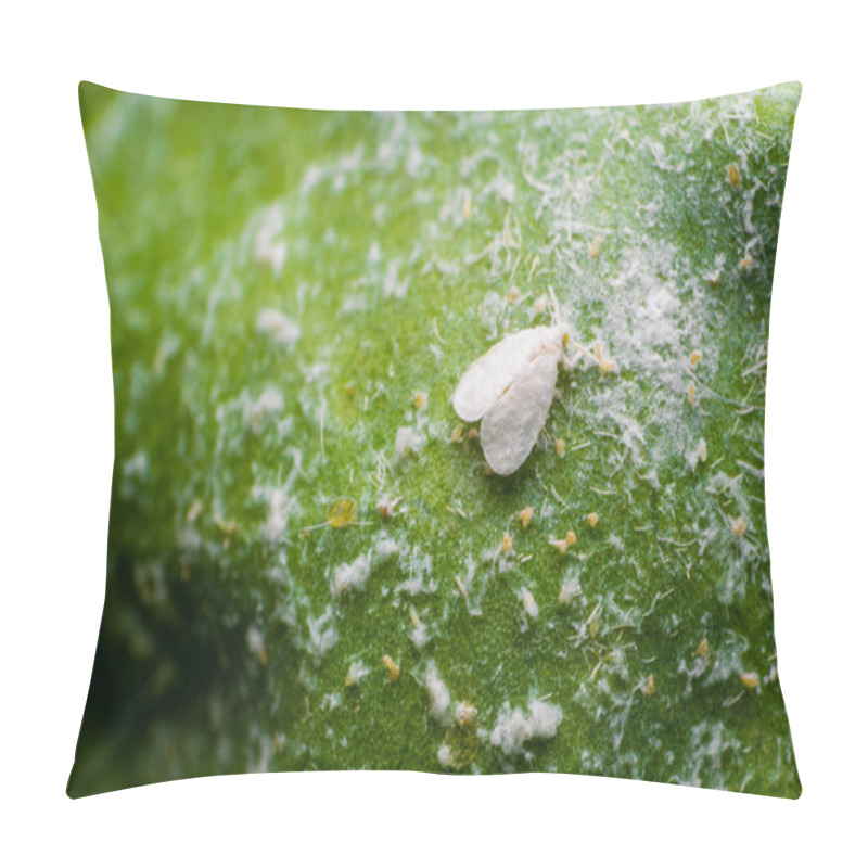 Personality  White Fly Is A Pest Which Various Crop Plants. These Are Sucking Pest Which Affects The Yield Of The Crops. Pillow Covers