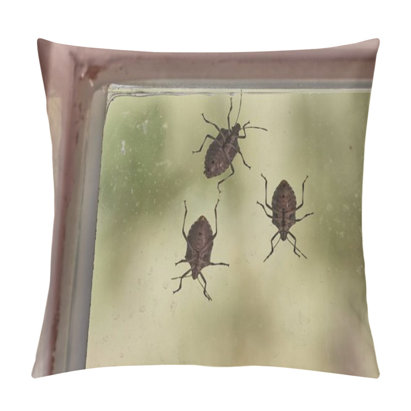 Personality  Stink Bugs On A Window Glass Surface In Sunlight Pillow Covers