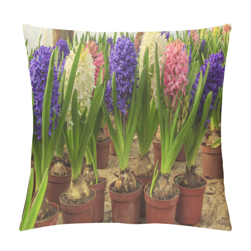 Personality  Beautiful Hyacinth Flower Bulbs In Pot Pillow Covers