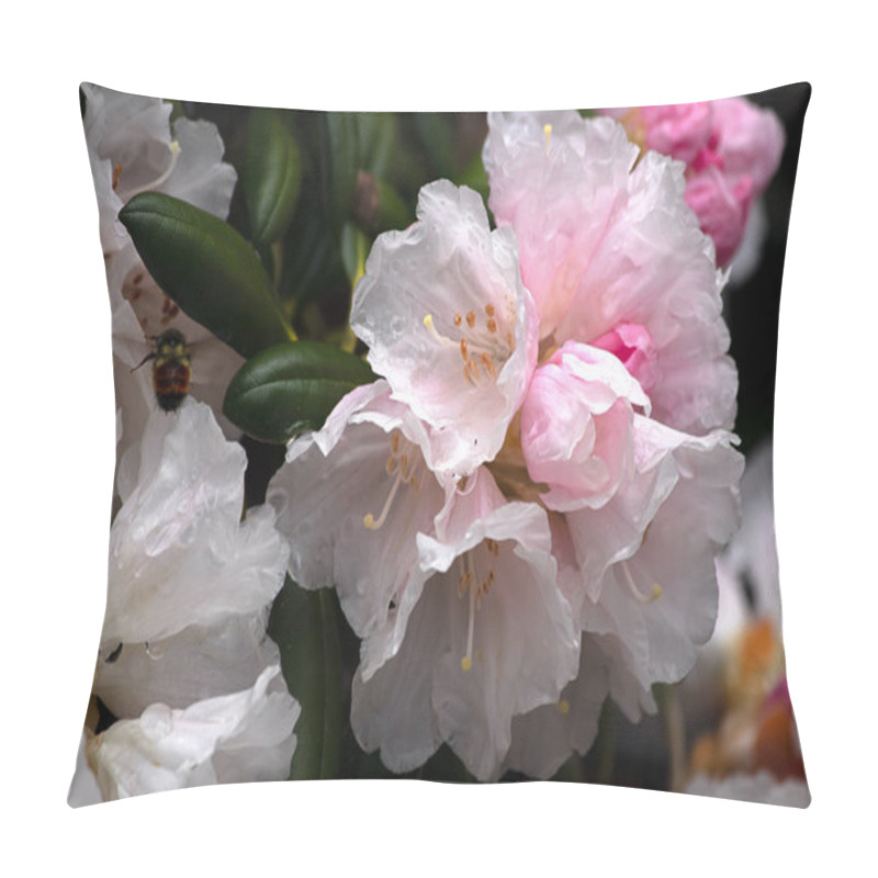 Personality  White And Pink Petals Of Rhododendrons In Full Bloom Pillow Covers