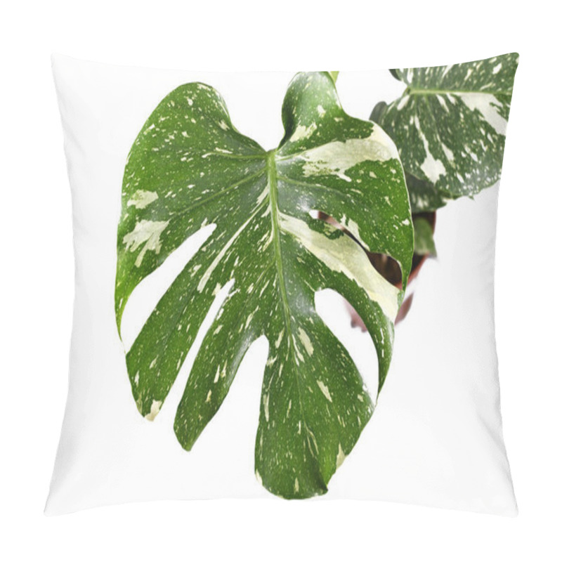 Personality  Beautiful White Sprinkled Leaf Of Rare Variegated Exotic 'Monstera Deliciosa Thai Constellation' House Plant. Top View On White Background Pillow Covers