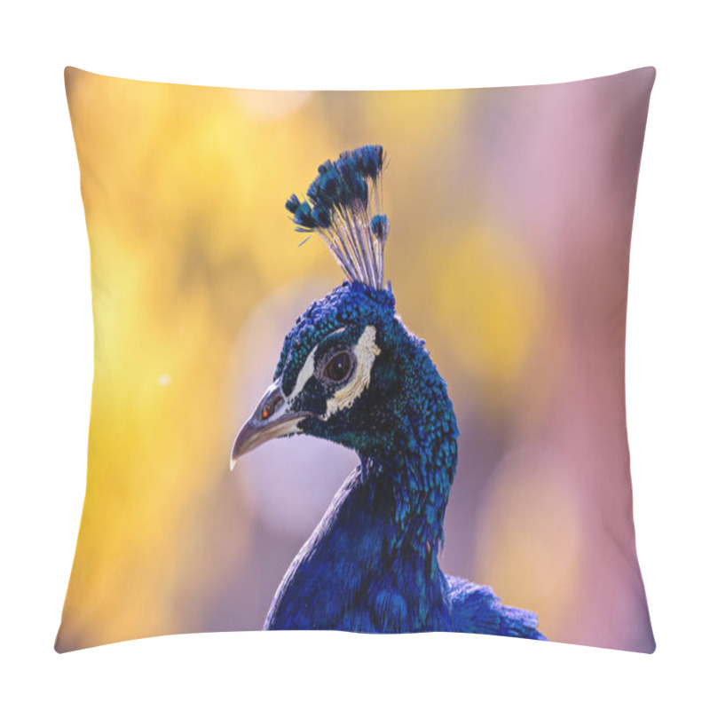 Personality  The Indian Peafowl, A Vibrant Omnivore, Eats Grains, Seeds, And Insects. Photographed In Lush Gardens. Pillow Covers