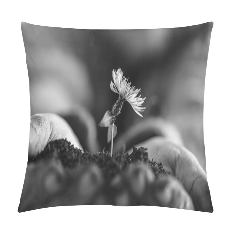 Personality  Man Holding A Dandelion In Soil Cupped In His Hands In A Close Up Monochrome Greyscale Image Conceptual Of Nature And The Spring Season. Pillow Covers