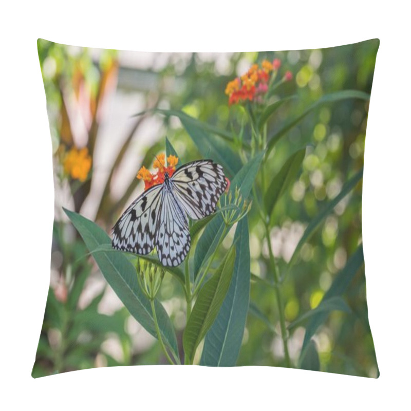 Personality  White Tree Nymph Butterfly On A Plant Pillow Covers