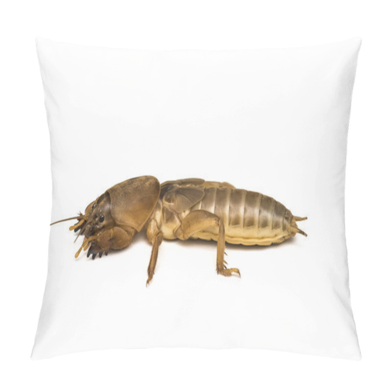 Personality  Mole Cricket Pillow Covers