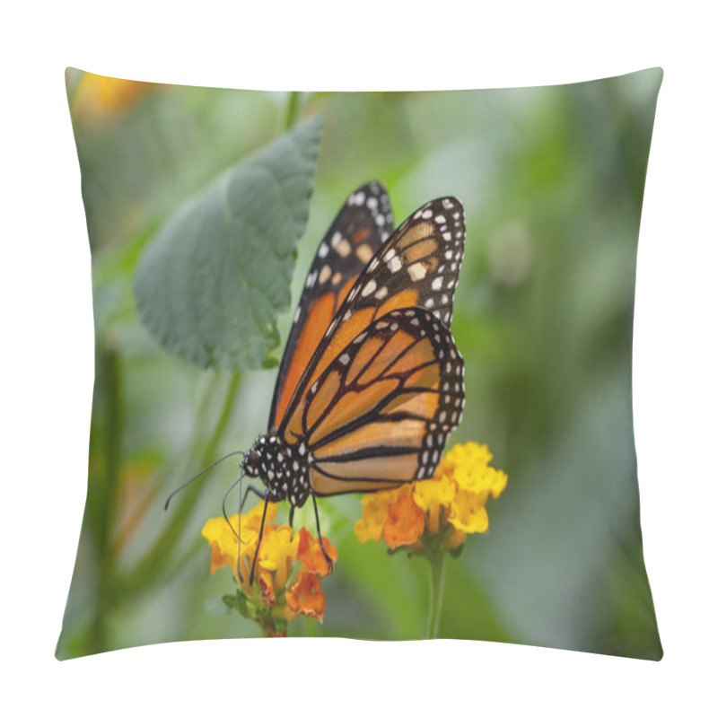 Personality  Macro Shots, Beautiful Nature Scene. Closeup Beautiful Butterfly Sitting On The Flower In A Summer Garden. Pillow Covers