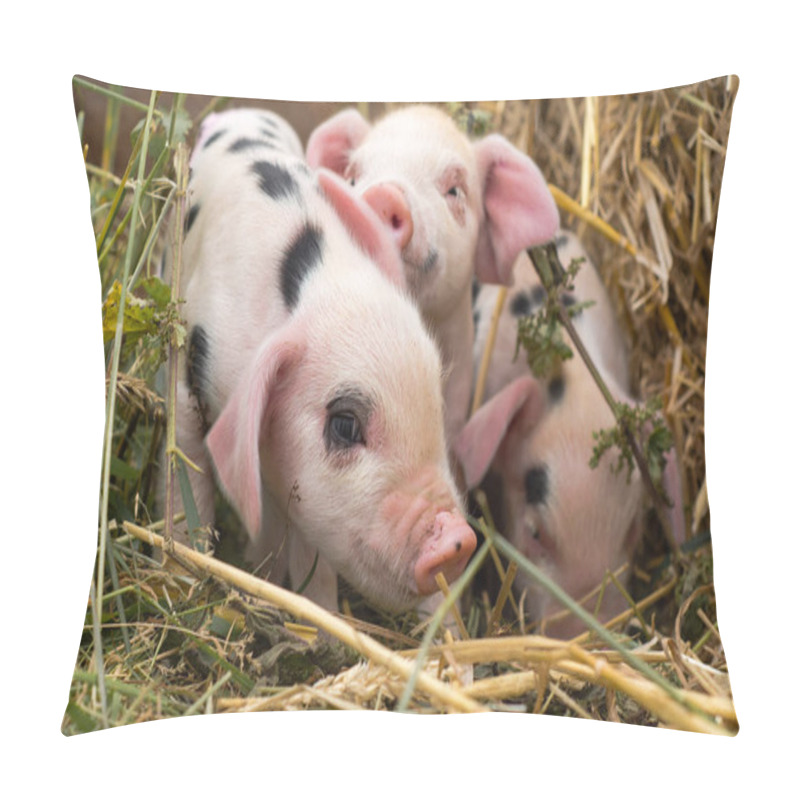 Personality  Oxford Sandy And Black Piglets In Straw Pillow Covers