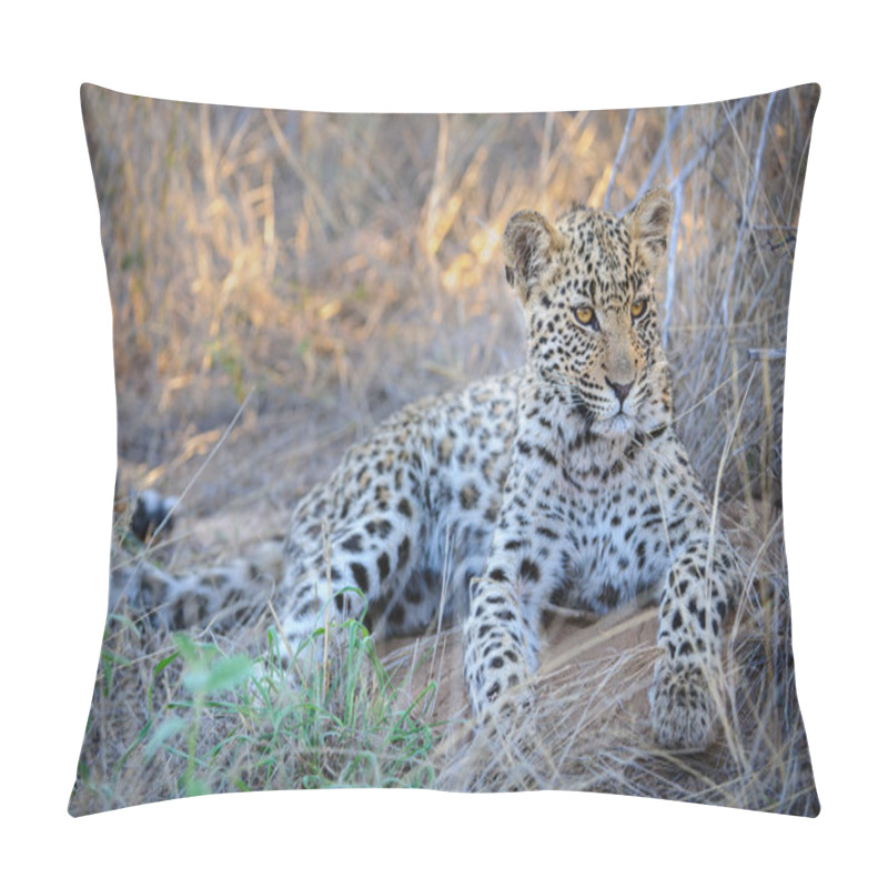 Personality  Leopard (Panthera Pardus) Juvenile (cub) With The Most Beautiful Eyes. Central Kalahari. Botswana. Pillow Covers