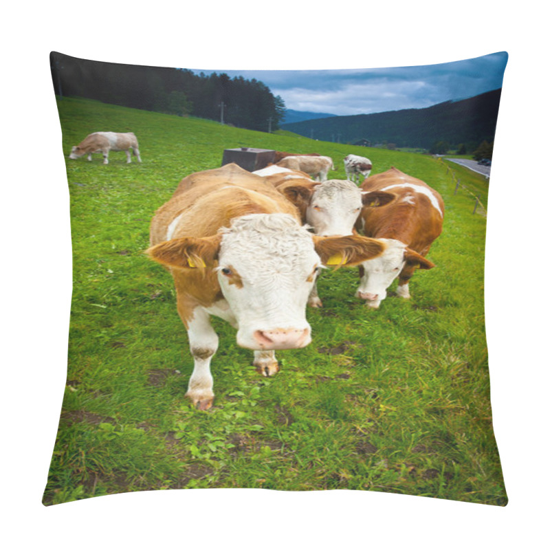 Personality  Cows Pillow Covers