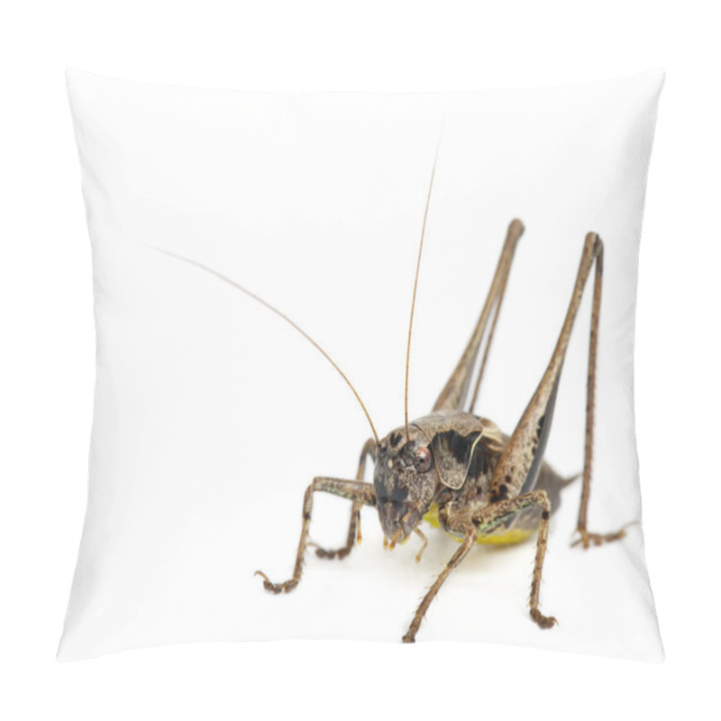 Personality  Male Shield-back Katydid, Platycleis Tessellata, In Front Of White Background Pillow Covers