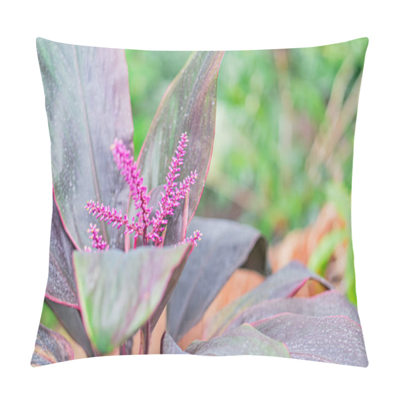 Personality  Close-up Image Of A Purple-green Leafed Plant With Blooming Soft Pink Flowers In A Garden Or Greenhouse Setting, A Pillow Covers