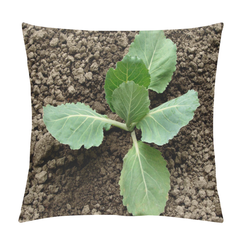 Personality  Cabbage Sprout Pillow Covers