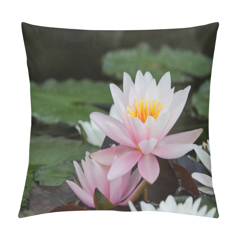 Personality  Water Lilies Blossom On Lake Pillow Covers