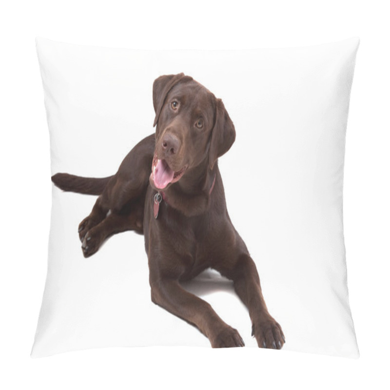 Personality  Chocolate Labrador Dog On White Background Pillow Covers