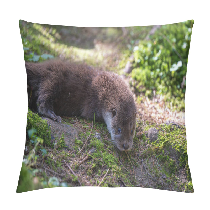 Personality  Eurasian Otter (Lutra Lutra) In Vegetation Pillow Covers