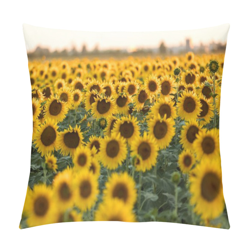 Personality  Sunflowers Field Near Arles  In Provence, France Pillow Covers