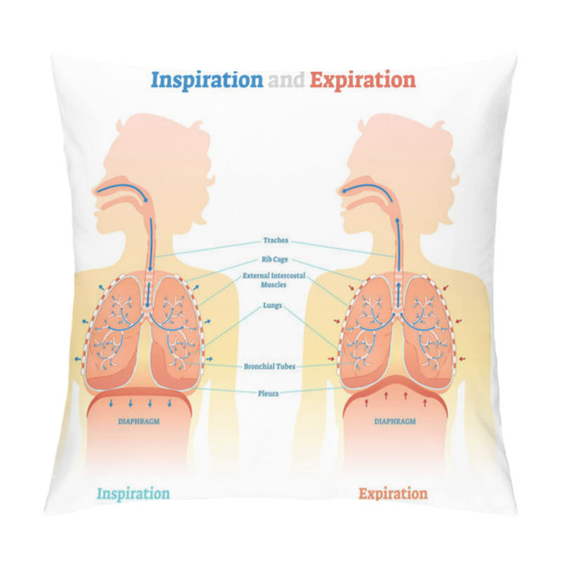 Personality  Inspiration And Expiration Anatomical Vector Illustration Diagram, Educational Medical Scheme  Pillow Covers