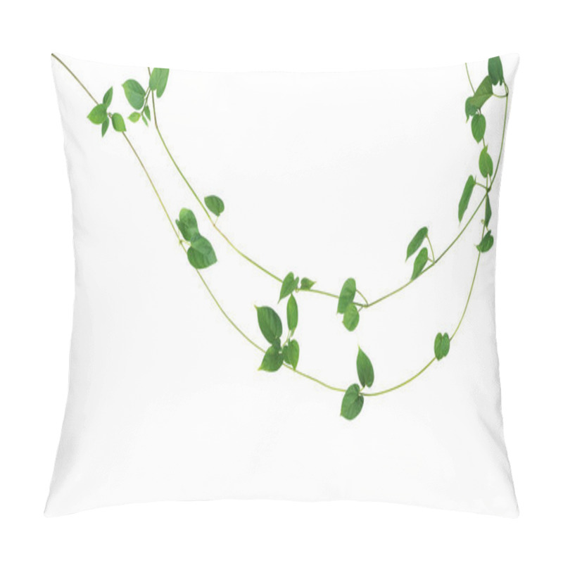 Personality  Jungle Vines Liana Plant With Heart Shaped Green Leaves Of Cowslip Creeper (Telosma Cordata), Nature Frame Layout Isolated On White Background With Clipping Path. Pillow Covers