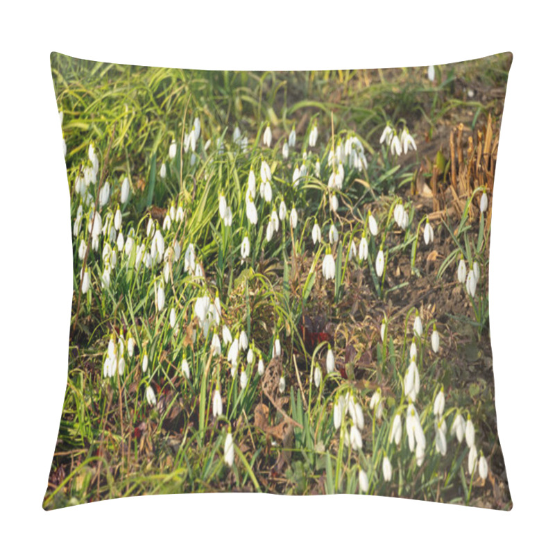 Personality  Delicate Snowdrops Fill A Garden Area As They Emerge From The Earth, Signaling The Arrival Of Spring. The Soft White Flowers Stand Out Against The Lush Green Grass Under Bright Sunlight. Pillow Covers