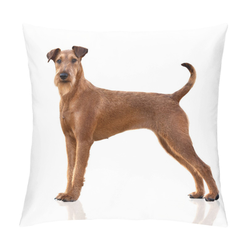 Personality  Irish Terrier Dog Standing On White Background Pillow Covers