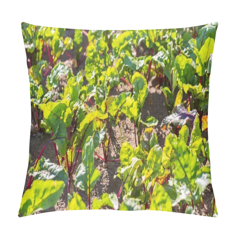 Personality  Young beetroots growing pillow covers