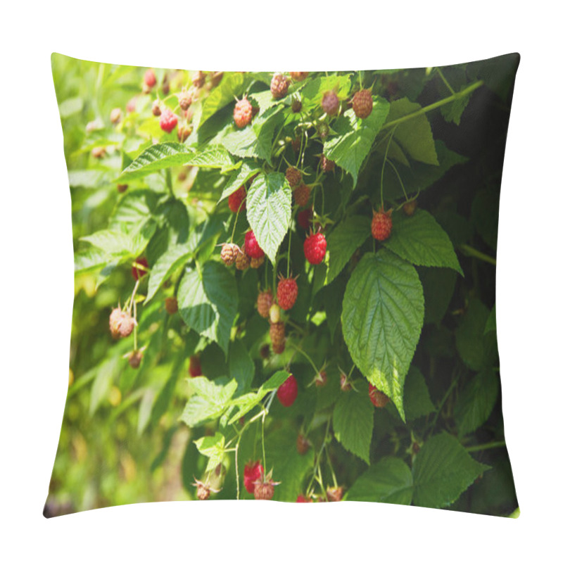 Personality  Raspberry Bush In The Garden. Harvest Time. The Process Of Ripening Berries In An Organic Garden. Pillow Covers