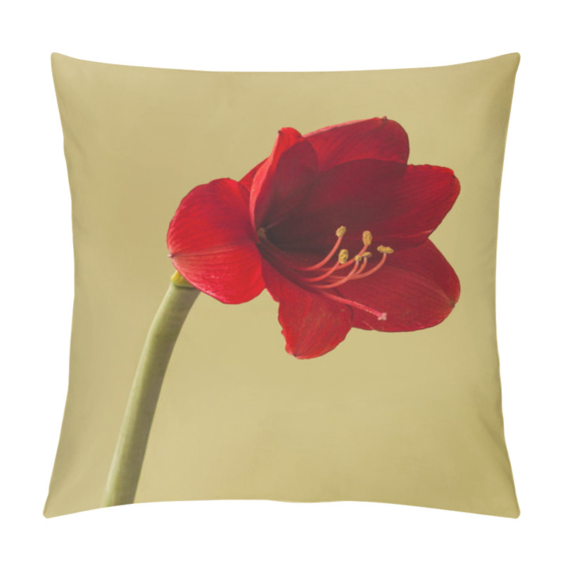 Personality  Bloom Dark Red Amaryllis Hippeastrum On  Gold Background Pillow Covers