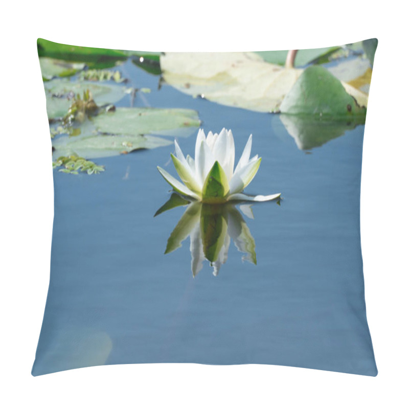 Personality  Flower Lotus Of White Water Lily Grows And Bloom In River Close-up. Nymphaea Alba It Has Roots Are Long And Floating Wide Green Leaves. Blossom Herbaceous Aquatic Plant Of Family Nymphaeum In Lake. Pillow Covers