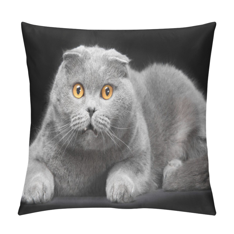 Personality  Blue Scottish Fold Cat On Black Background Pillow Covers