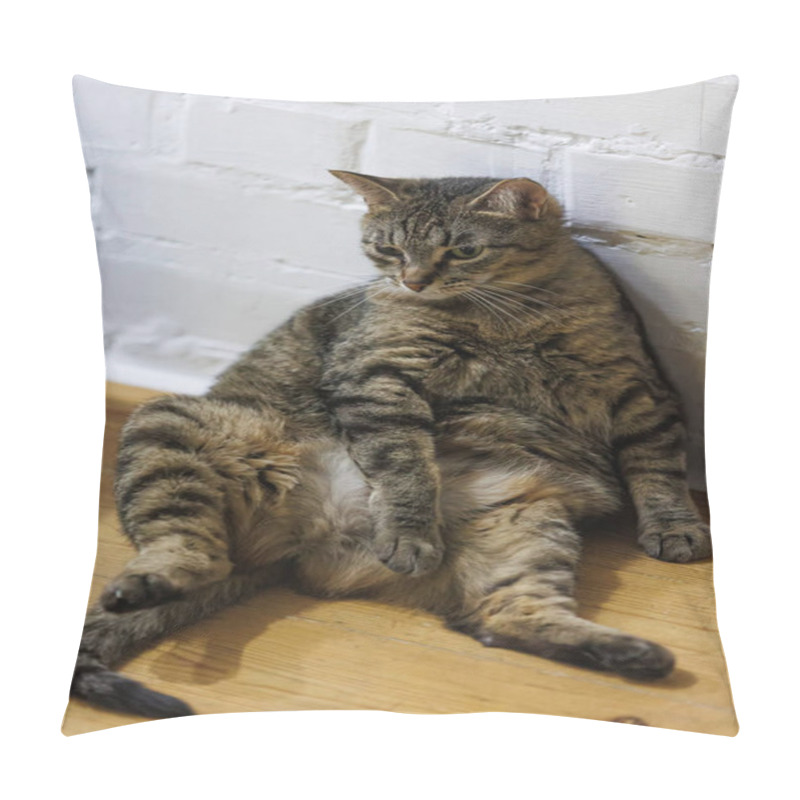 Personality  Cat Sitting Like A Human, Showcasing Its Quirky Personality And Providing A Delightful Glimpse Into Feline Behavior. Ideal For Pet Humor And Animal-themed Content. Pillow Covers