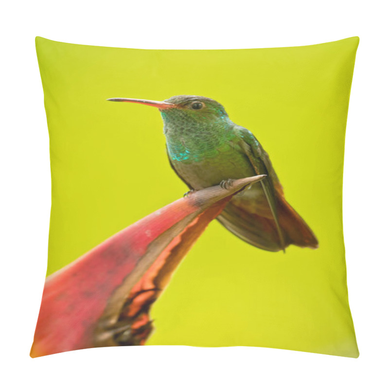 Personality  Rufous-tailed Hummingbird (Amazilia Tzacatl) Is A Medium-sized Hummingbird That Breeds From East-central Mexico, Through Central America And Colombia, East To Western Venezuela And South Through Western Ecuador To Near The Border With Peru. Pillow Covers