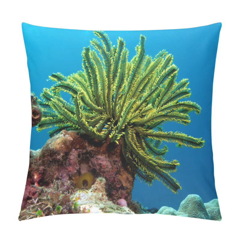 Personality  Feather Star Also Known As Oxycomonthus Bennetti Boracay Island Philippines Pillow Covers