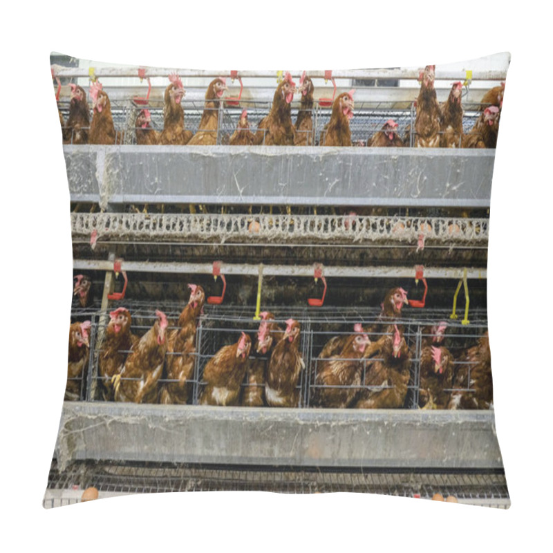 Personality  Multilevel Production Line Conveyor Production Line Of Chicken Eggs Of A Poultry Farm, Layer Farm Housing, Agriculture Technological Equipment. Limited Depth Of Field. (Blur Some Of Chicken)  Pillow Covers