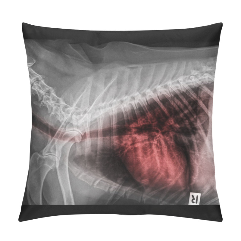 Personality  X-ray Of Dog Lateral View Closed Up In Thorax And Chest With Red Highlight In Respiratory System Trachea To Lungs Signs Of Pneumonia And Bronchitis- Veterinary Medicine And Veterinary Anatomy Pillow Covers