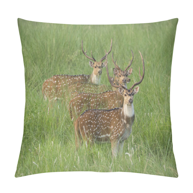 Personality  Sika Or Spotted Deers Herd In The Elephant Grass Pillow Covers