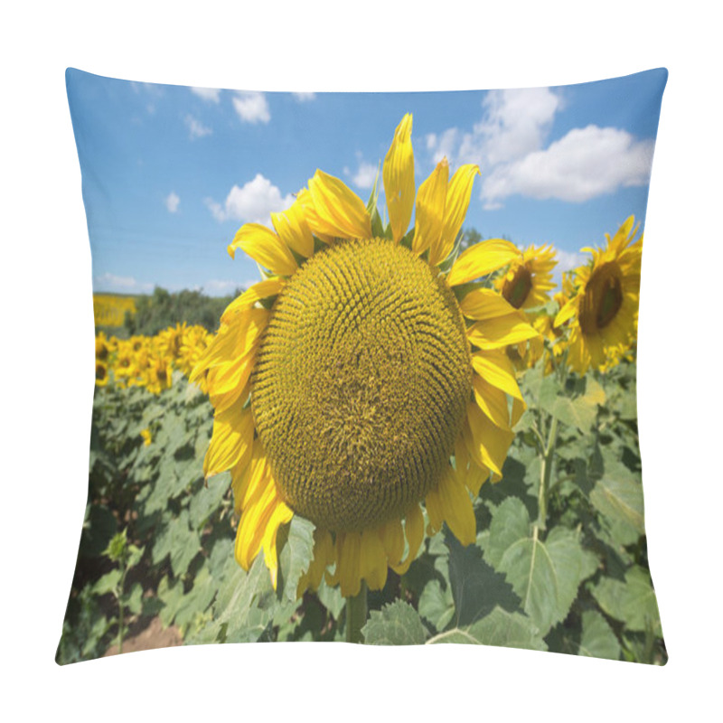 Personality  Sunflower Landscape Field Pillow Covers