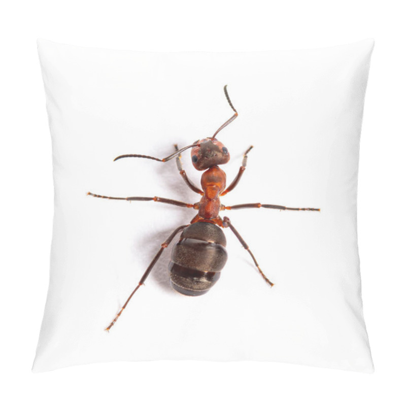 Personality  Red Wood Ant - Formica Rufa Or Southern Wood Ant, Isolated On White Pillow Covers