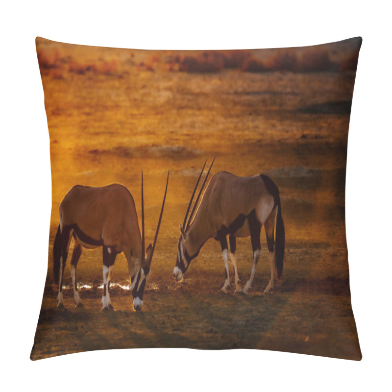 Personality  Two South African Oryx Drinking In Waterhole At Sunset In Kgalagadi Transfrontier Park, South Africa; Specie Oryx Gazella Family Of Bovidae Pillow Covers