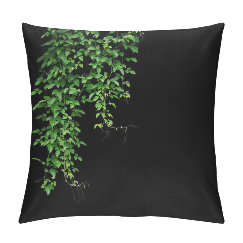 Personality  Wild Climbing Vine, Cayratia Trifolia (Linn.) Domin. Liana Plant Isolated On Black Background. Pillow Covers