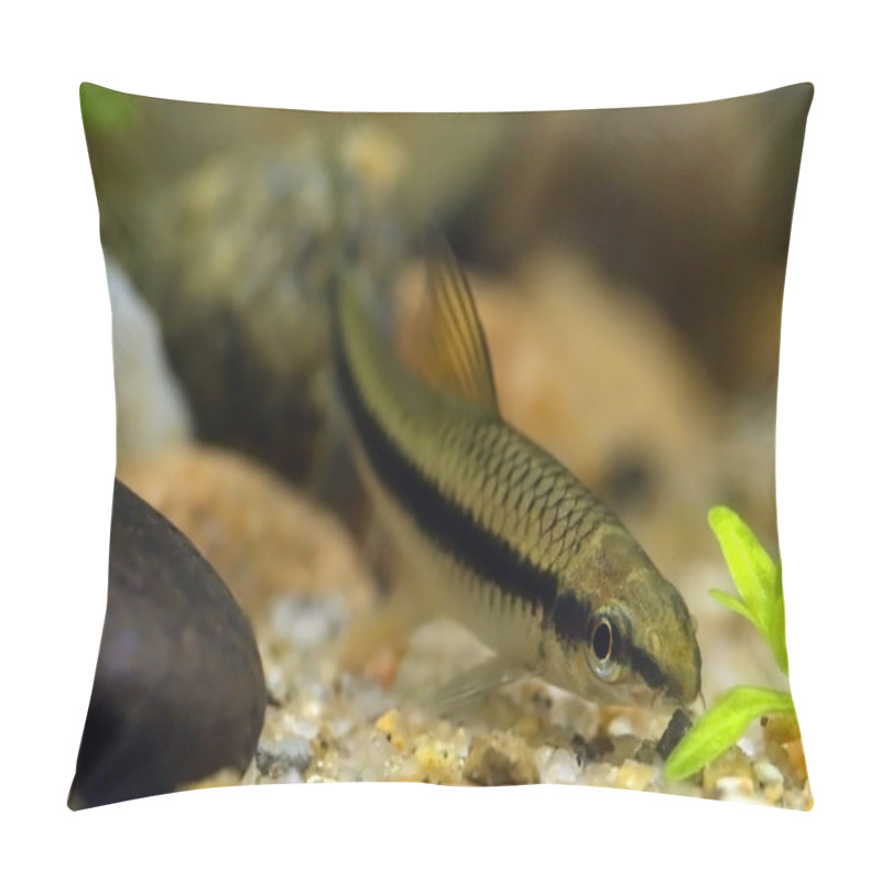 Personality  Siamese Algae Eater Pillow Covers