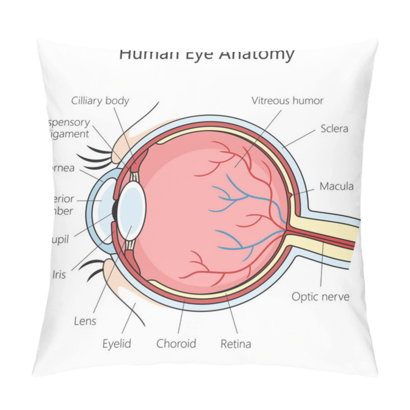 Personality  Human Eye Structure Scheme Diagram Schematic Vector Illustration. Medical Science Educational Illustration Pillow Covers