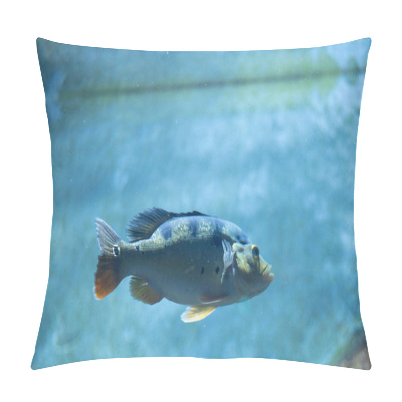 Personality  Cichla Ocellaris, Known As The Butterfly Peacock Bass In Aquarium.  Pillow Covers