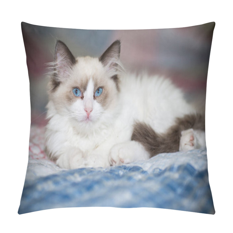 Personality  Two Month Old Ragdoll Kitten At Home Pillow Covers